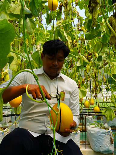 Pelatihan Budidaya Melon di Greenhouse Maskumambang untuk Mahasiswa STIT Maskumambang